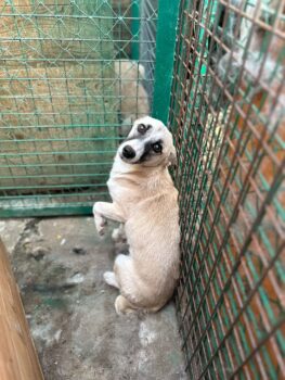 🆘Wer rettet Otto aus der TÖTUNG?🆘1-2 Jahre / 30-35cm🆘viele VIDEOS!
