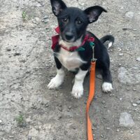 TITA, sanfte, kleinbleibende Mix-Hündin, kennt Kinder, Katzen, Hunde