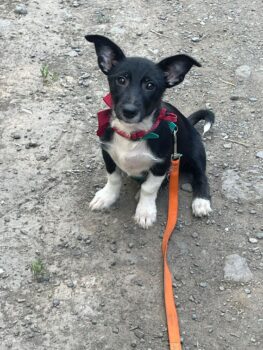 TITA, sanfte, kleinbleibende Mix-Hündin, kennt Kinder, Katzen, Hunde