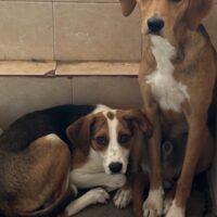 Zwei Herzen auf vier Pfoten: Pünktchen und Anton suchen ihr Für-immer-Zuhause❤️🐶