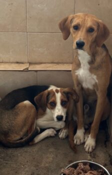 Zwei Herzen auf vier Pfoten: Pünktchen und Anton suchen ihr Für-immer-Zuhause❤️🐶