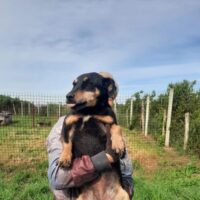 LIANA - ein fröhliches, kleines Temperamentsbündel! 30 cm/10kg