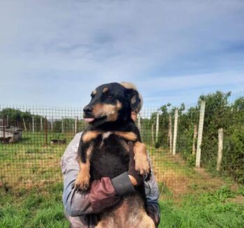 LIANA - ein fröhliches, kleines Temperamentsbündel! 30 cm/10kg