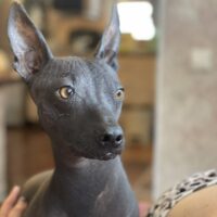 💔Frida – eine besondere Hündin sucht ein liebevolles Zuhause💔mit VIDEO