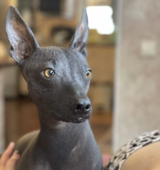 💔Frida – eine besondere Hündin sucht ein liebevolles Zuhause💔mit VIDEO