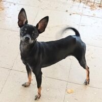 Artur, Pinschermixrüde, 26 cm, 5 kg, sehr offen beim Menschen+Hunden