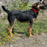 Lyrica: hat ihr erstes Lebensjahr in der Tötung vergeudet. Wer schenkt ihr ein Leben? - 35–38cm/12kg