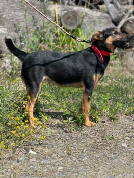 Lyrica: hat ihr erstes Lebensjahr in der Tötung vergeudet. Wer schenkt ihr ein Leben? - 35–38cm/12kg