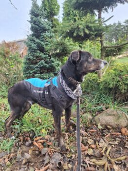 📍Jaro, männlich, ca. 2 Jahre, ca. 45 cm📍