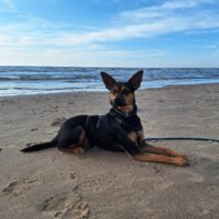 Pinscher-Mix, 2 J., sucht dringend erfahre Menschen die ihn aufnehmen