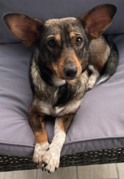 KLeine BETANY (*10/2020), freundlich, verspielt und hundeverträglich