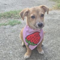 Didi, kleines 5,5 Monate altes Hunde-Mix-Mädchen, derzeit 24 cm, sehr sozial