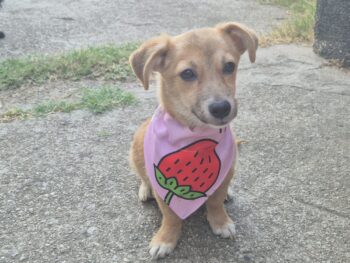 Didi, kleines 5,5 Monate altes Hunde-Mix-Mädchen, derzeit 24 cm, sehr sozial