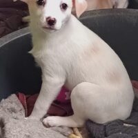 Malina - freundliches Hundemädchen