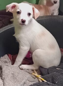 Malina - freundliches Hundemädchen