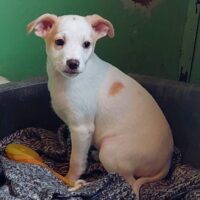 Manito - freundlicher Hundezwerg