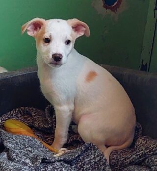 Manito - freundlicher Hundezwerg