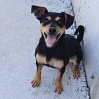 CHANA, 1-1,5 J. alte, kleine, leichte Mix-Hündin, mag Erwachsene und Kinder, kann mit Hunden zusamme