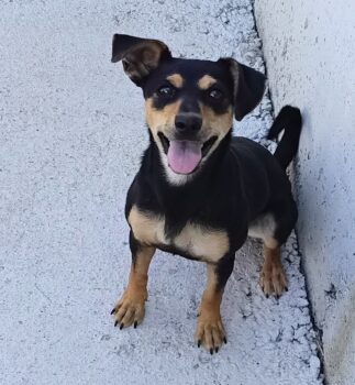 CHANA, 1-1,5 J. alte, kleine, leichte Mix-Hündin, mag Erwachsene und Kinder, kann mit Hunden zusamme