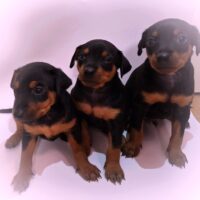 Reinrassige Zwergpinscher Welpen