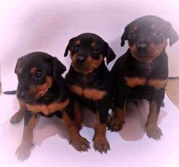 Reinrassige Zwergpinscher Welpen