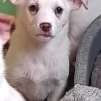 Malaiza - liebes Hundemädchen