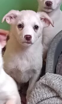 Malaiza - liebes Hundemädchen