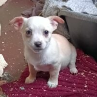 Mani - kleines Hundemädchen