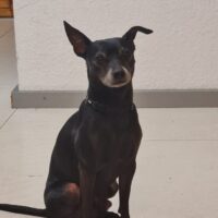 Mischa: klein, aber oho