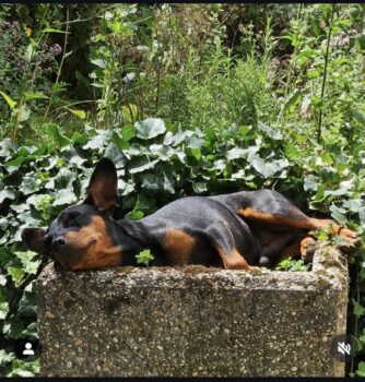 Zwergpinscher