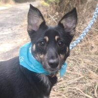 HUGO - 9 Mon. alter Pinscher-Mix, kleiner Entdecker, toll mit Kindern, Katzen, Hunden