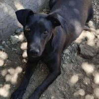 Nelja (Hündin) - geb. 06/2022 - ca. 40 cm - 10 kg