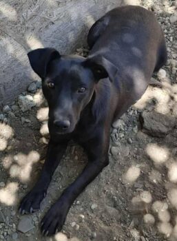 Nelja (Hündin) - geb. 06/2022 - ca. 40 cm - 10 kg