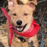 51429 Bensberg DORA - Mix-Hündin, sanft und lieb mit jedem, auch mit Kindern, Katze