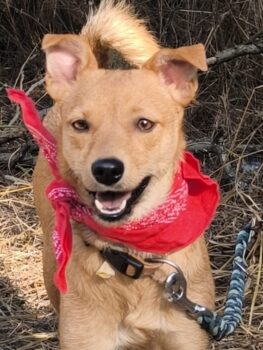 51429 Bensberg DORA - Mix-Hündin, sanft und lieb mit jedem, auch mit Kindern, Katze