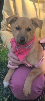 ELIZA, 4 Mon. alte, zarte Hundedame, sehr lieb - auch mit Kindern, Katzen, Hunden