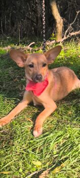 AMY, 4 Mon. alte Mix-Hündin, niedlich und lieb mit Kindern, Katzen, Hunden