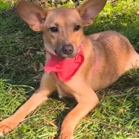 AMY, 4 Mon. alte Mix-Hündin, niedlich und lieb mit Kindern, Katzen, Hunden