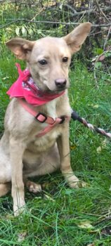 JULIE, 4 Mon. alte Mix-Hündin, sanft und sehr lieb mit Kindern, Katzen, Hunden