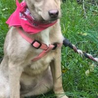 JULIE, 4 Mon. alte Mix-Hündin, sanft und sehr lieb mit Kindern, Katzen, Hunden