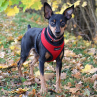 Klausi, Prager Rattler