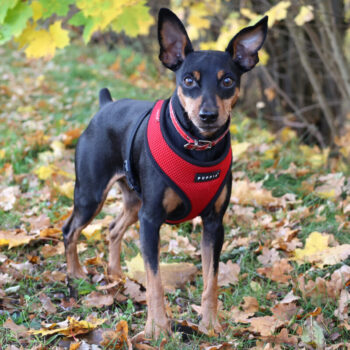 Klausi, Prager Rattler