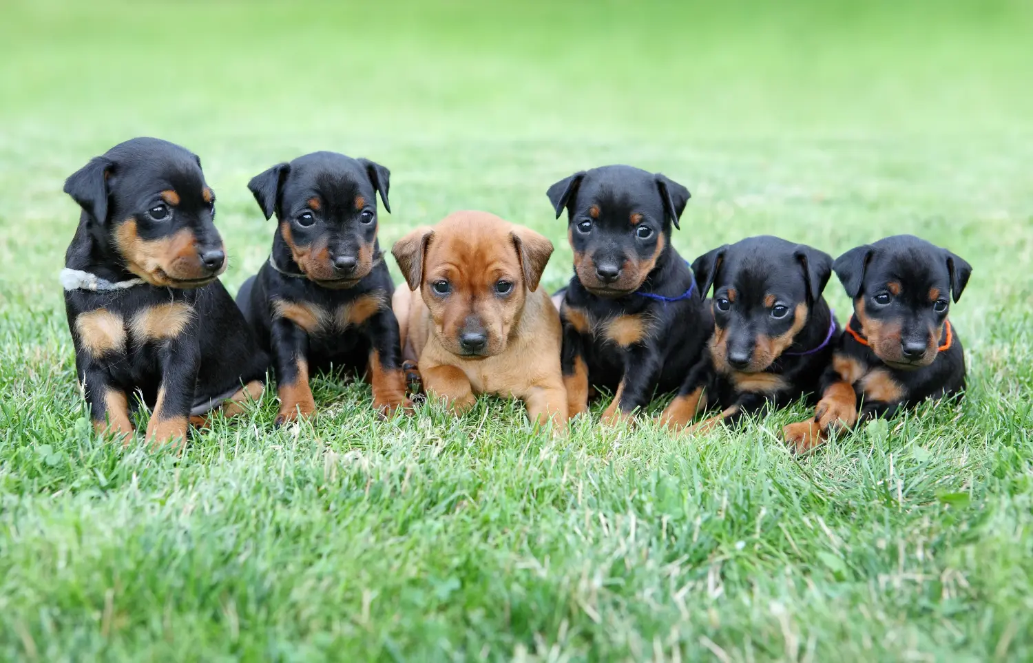 Einen Zwergpinscher Welpen zu kaufen, bedeutet Verantwortung zu übernehmen! Zwergpinscher Welpen kaufen.