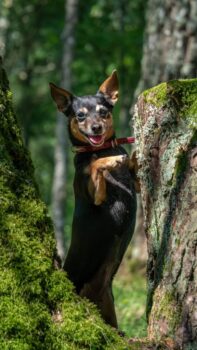 Pepe • Weibchen • geb.ca. 2014-2016 • 30cm • 5kg