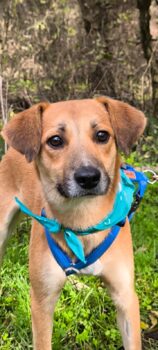 KIANO, sehr lieber Mix-Rüde - toll für Familien (auch katzenfreundlich)