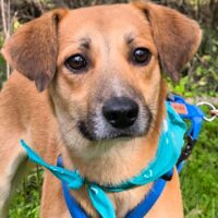 KIANO, sehr lieber Mix-Rüde - toll für Familien (auch katzenfreundlich)