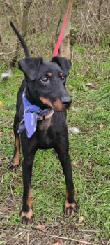 VIGO - 4 J. alter Wirbelwind (Dt. Jagdterrier), liebt Menschen sehr, auch Kids