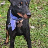 VIGO - 4 J. alter Wirbelwind (Dt. Jagdterrier), liebt Menschen sehr, auch Kids