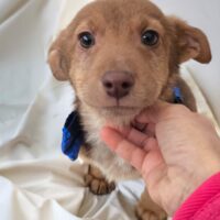 Fino sucht seine Familie