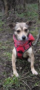 Ally, kleine Dame sucht ihr Körbchen